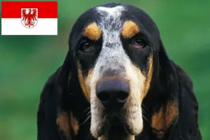 Lire la suite à propos de l’article Petit Bleu de Gascogne Éleveurs et chiots dans le Brandebourg
