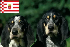Lire la suite à propos de l’article Petit Bleu de Gascogne éleveurs et chiots à Bremen