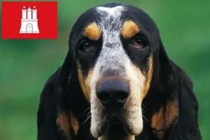 Lire la suite à propos de l’article Petit Bleu de Gascogne Éleveurs et chiots à Hambourg