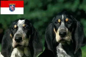 Lire la suite à propos de l’article Petit Bleu de Gascogne Éleveurs et chiots en Hesse