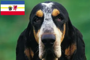 Lire la suite à propos de l’article Petit Bleu de Gascogne Éleveurs et chiots dans le Mecklembourg-Poméranie occidentale