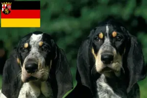 Lire la suite à propos de l’article Petit Bleu de Gascogne Éleveurs et chiots en Rhénanie-Palatinat