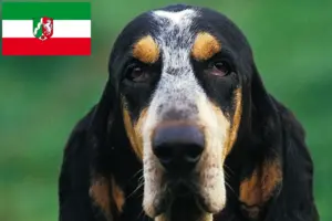 Lire la suite à propos de l’article Petit Bleu de Gascogne Éleveurs et chiots en Rhénanie-du-Nord-Westphalie
