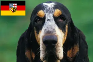 Lire la suite à propos de l’article Petit Bleu de Gascogne Éleveurs et chiots en Sarre