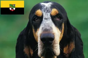 Lire la suite à propos de l’article Petit Bleu de Gascogne Éleveurs et chiots en Saxe-Anhalt