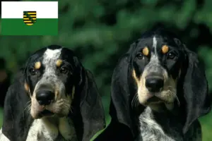 Lire la suite à propos de l’article Petit Bleu de Gascogne Éleveurs et chiots en Saxe