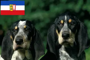 Lire la suite à propos de l’article Petit Bleu de Gascogne Éleveurs et chiots dans le Schleswig-Holstein
