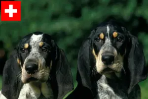 Lire la suite à propos de l’article Petit Bleu de Gascogne Éleveurs et chiots en Suisse