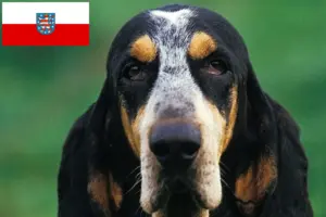 Lire la suite à propos de l’article Petit Bleu de Gascogne Éleveurs et chiots en Thuringe