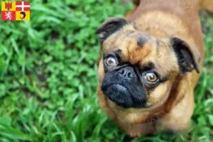 Lire la suite à propos de l’article Éleveurs de Petit Brabançon et chiots en Auvergne-Rhône-Alpes