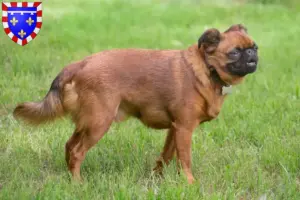 Lire la suite à propos de l’article Éleveurs et chiots de Petit Brabançon en Centre-Val de Loire
