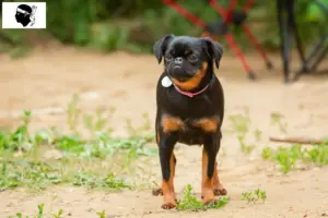 Lire la suite à propos de l’article Éleveurs de Petit Brabançon et chiots en Corse