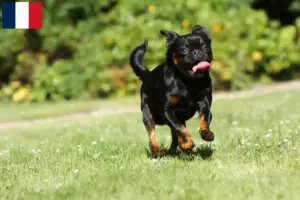 Lire la suite à propos de l’article Petit Brabançon Éleveurs et chiots en France