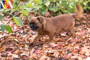 Lire la suite à propos de l’article Éleveurs et chiots de Petit Brabançon dans le Grand Est