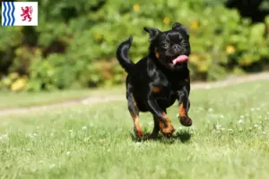 Lire la suite à propos de l’article Éleveurs de Petit Brabançon et chiots en Nouvelle-Aquitaine