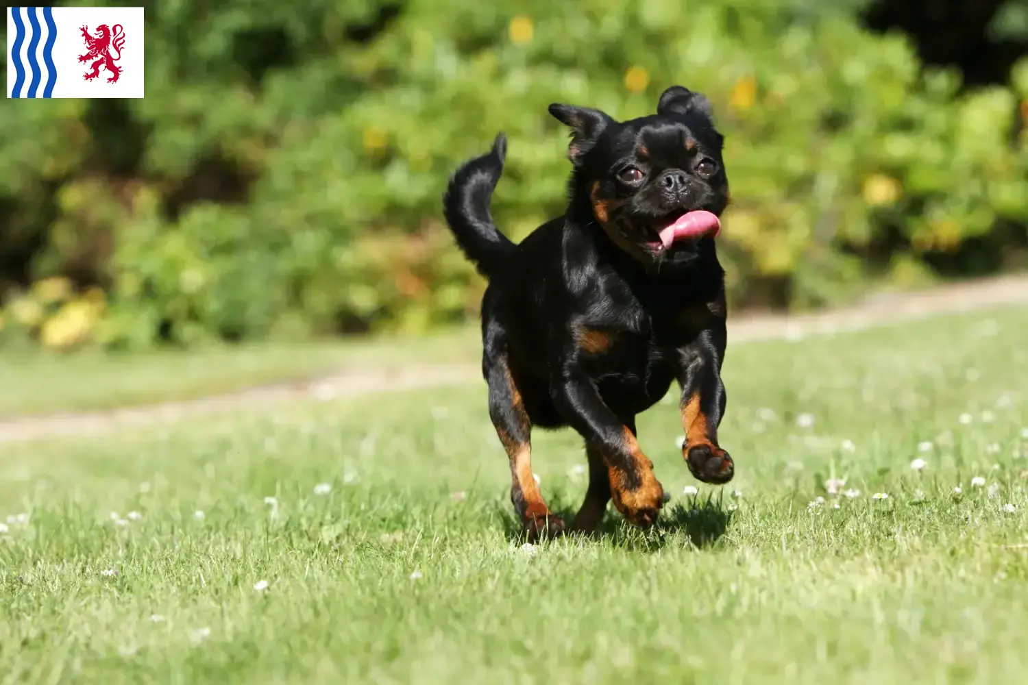 Petit Brabançon chiots et éleveurs Nouvelle-Aquitaine Ici vous trouverez des éleveurs de Petit Brabançon en Nouvelle-Aquitaine.