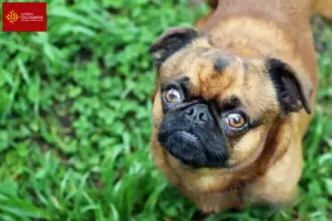 Lire la suite à propos de l’article Éleveurs de Petit Brabançon et chiots en Occitanie