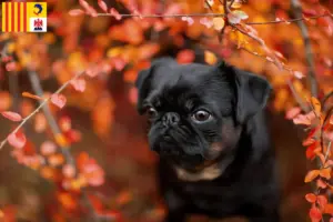 Lire la suite à propos de l’article Éleveurs de Petit Brabançon et chiots en Provence-Alpes-Côte d’Azur