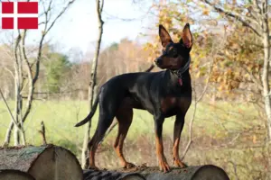 Lire la suite à propos de l’article Éleveurs de Pinscher allemands et chiots au Danemark