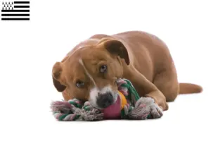 Lire la suite à propos de l’article Éleveur de Pinscher autrichien et chiots en Bretagne
