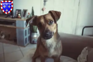 Lire la suite à propos de l’article Éleveurs de Pinscher autrichiens et chiots en Centre-Val de Loire