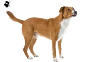 Lire la suite à propos de l’article Éleveur autrichien de pinscher et chiots en Corse