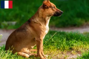 Lire la suite à propos de l’article Éleveurs de Pinscher autrichiens et chiots en France