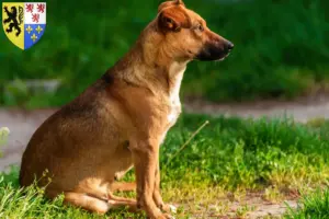 Lire la suite à propos de l’article Éleveurs de Pinscher autrichiens et chiots en Hauts-de-France