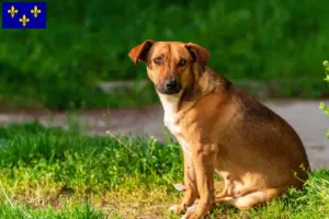 Lire la suite à propos de l’article Éleveur de Pinscher autrichien et chiots en Île-de-France