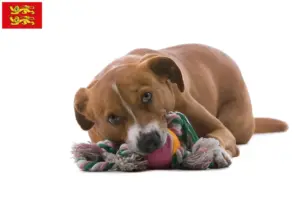 Lire la suite à propos de l’article Éleveur de Pinscher autrichien et chiots en Normandie