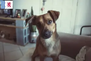 Lire la suite à propos de l’article Éleveurs de Pinscher autrichiens et chiots en Nouvelle-Aquitaine