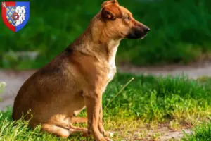 Lire la suite à propos de l’article Éleveurs de Pinscher autrichiens et chiots en Pays de la Loire