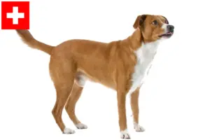 Lire la suite à propos de l’article Éleveurs de Pinscher autrichiens et chiots en Suisse