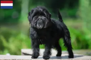 Lire la suite à propos de l’article Éleveurs de Pinscher et chiots aux Pays-Bas