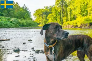 Lire la suite à propos de l’article Plott Hound éleveurs et chiots en Suède