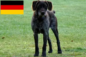 Lire la suite à propos de l’article Éleveurs et chiots allemands à poil dur en Allemagne