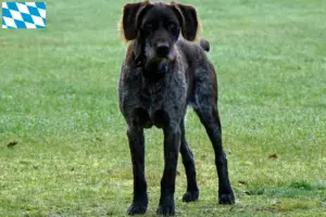 Lire la suite à propos de l’article Éleveurs et chiots de chiens allemands à poil dur en Bavière