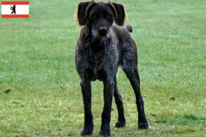 Lire la suite à propos de l’article Éleveurs de chiens allemands à poil dur et chiots à Berlin