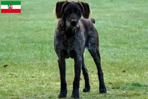 Lire la suite à propos de l’article Éleveurs et chiots de chiens allemands à poil dur en Rhénanie-du-Nord-Westphalie
