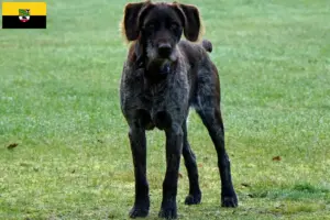 Lire la suite à propos de l’article Éleveurs et chiots de chiens allemands à poil dur en Saxe-Anhalt