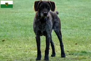 Lire la suite à propos de l’article Éleveurs et chiots de chiens allemands à poil dur en Saxe