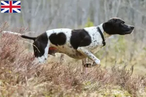 Lire la suite à propos de l’article Éleveurs de Pointers anglais et chiots en Grande-Bretagne