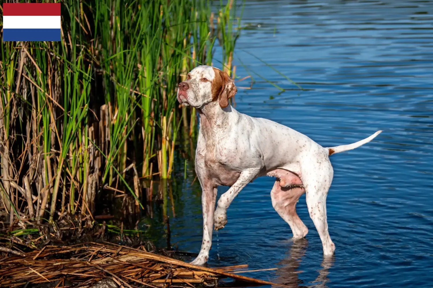 Pointer anglais chiots et éleveurs Pays-Bas Ici, tu trouveras des éleveurs d'English Pointers aux Pays-Bas.