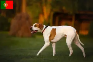 Lire la suite à propos de l’article Pointer anglais éleveurs et chiots au Portugal