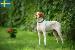 Lire la suite à propos de l’article Pointer anglais éleveurs et chiots en Suède