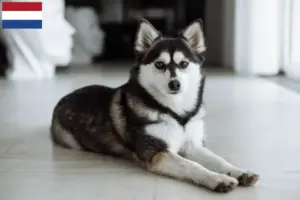 Lire la suite à propos de l’article Pomsky éleveurs et chiots aux Pays-Bas