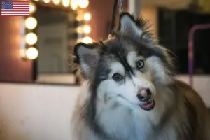 Lire la suite à propos de l’article Éleveurs et chiots Pomsky aux États-Unis