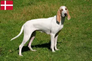 Lire la suite à propos de l’article Éleveurs de Porcelaine et chiots au Danemark