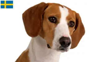 Lire la suite à propos de l’article Posavski Gonič éleveurs et chiots en Suède