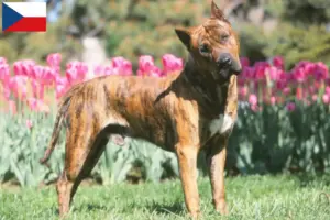 Lire la suite à propos de l’article Presa Canario éleveurs et chiots en République tchèque